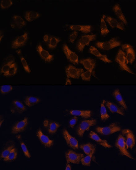 RPL36AL Antibody - Azide and BSA Free
