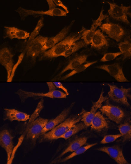 RPL36AL Antibody - Azide and BSA Free