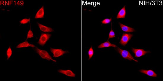 RNF149 Antibody - Azide and BSA Free