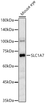 SLC1A7 Antibody - BSA Free