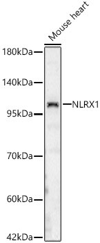 NLRX1 Antibody - Azide and BSA Free