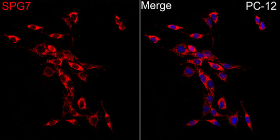 SPG7 Antibody - BSA Free