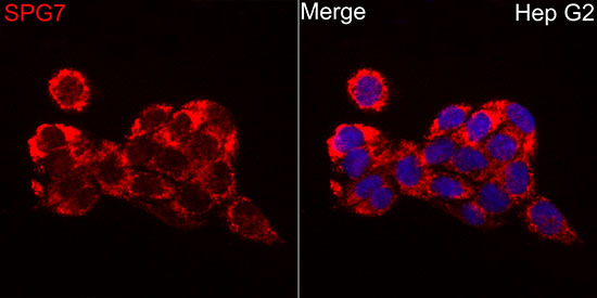 SPG7 Antibody - BSA Free