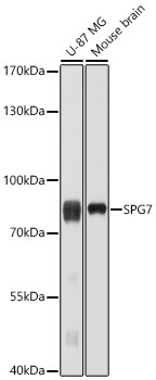 SPG7 Antibody - BSA Free