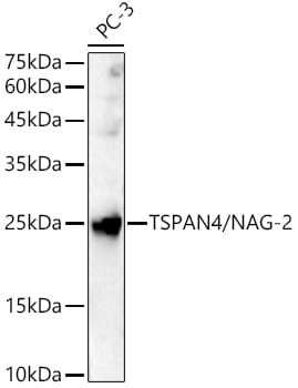 Tetraspanin-4 Antibody