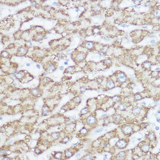 NDUFA4 Antibody - Azide and BSA Free