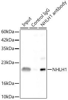 NHLH1 Antibody - Azide and BSA Free