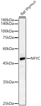 NFYC Antibody - BSA Free