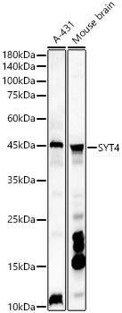 Synaptotagmin 4 Antibody - BSA Free
