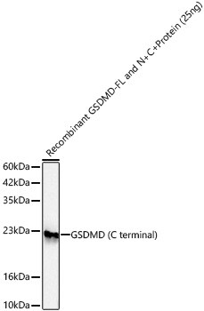 GSDMDC1 Antibody - Azide and BSA Free