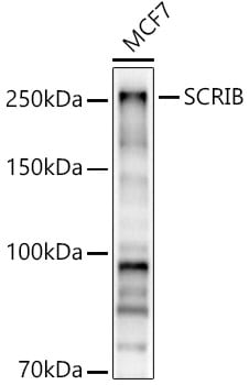 Scribble Antibody - Azide and BSA Free