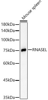 RNase L Antibody - BSA Free