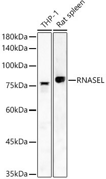 RNase L Antibody - BSA Free