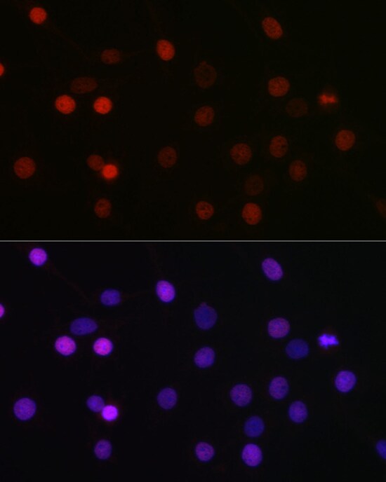 SETD8 Antibody - BSA Free