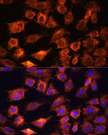 PTCD1 Antibody - Azide and BSA Free