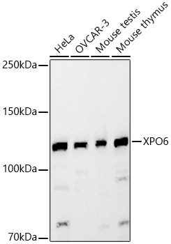 XPO6 Antibody - BSA Free