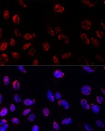 Proteasome beta 1 Antibody - BSA Free