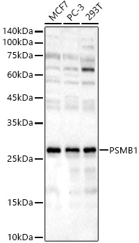 Proteasome beta 1 Antibody - BSA Free
