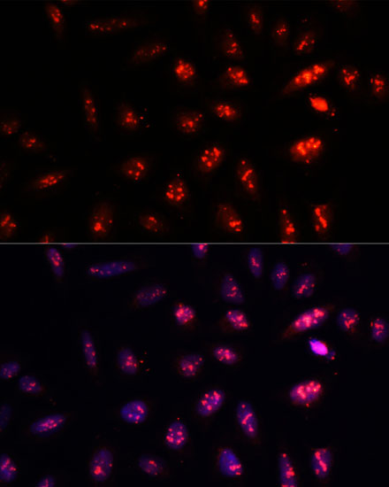 Proteasome beta 1 Antibody - BSA Free