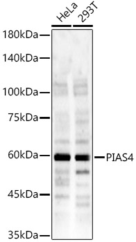 PIASy Antibody - BSA Free