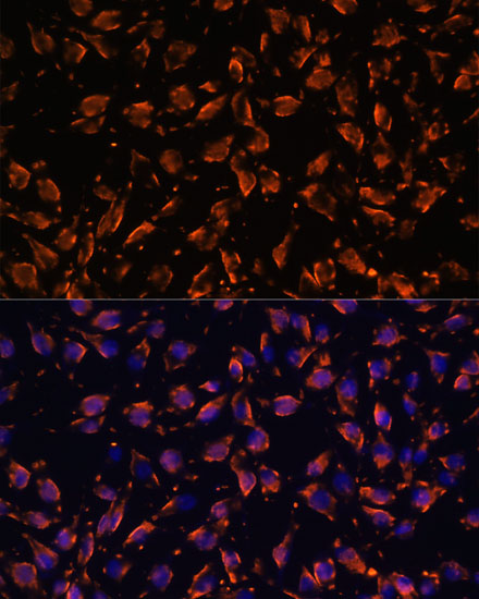 Periaxin Antibody - Azide and BSA Free