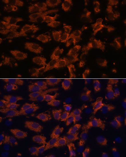 Periaxin Antibody - Azide and BSA Free
