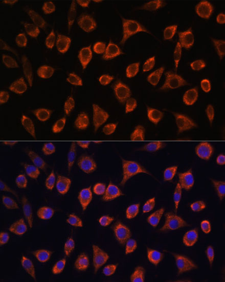 MRPL43 Antibody - Azide and BSA Free