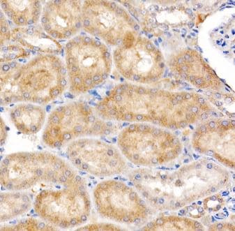 MT-ND4 Antibody - Azide and BSA Free