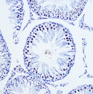 VGLL4 Antibody - BSA Free