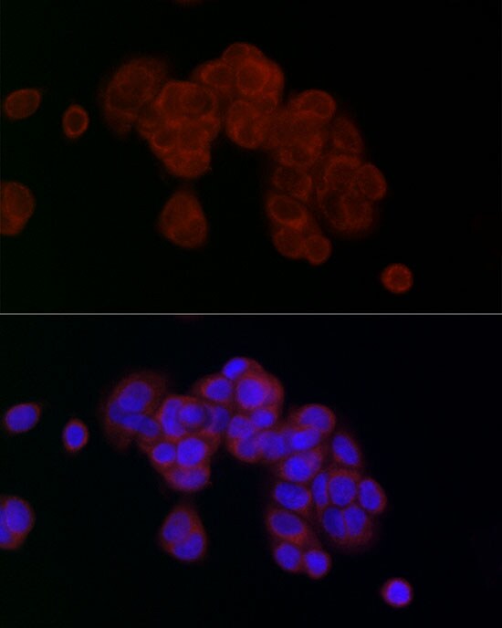 PGAM5 Antibody - Azide and BSA Free