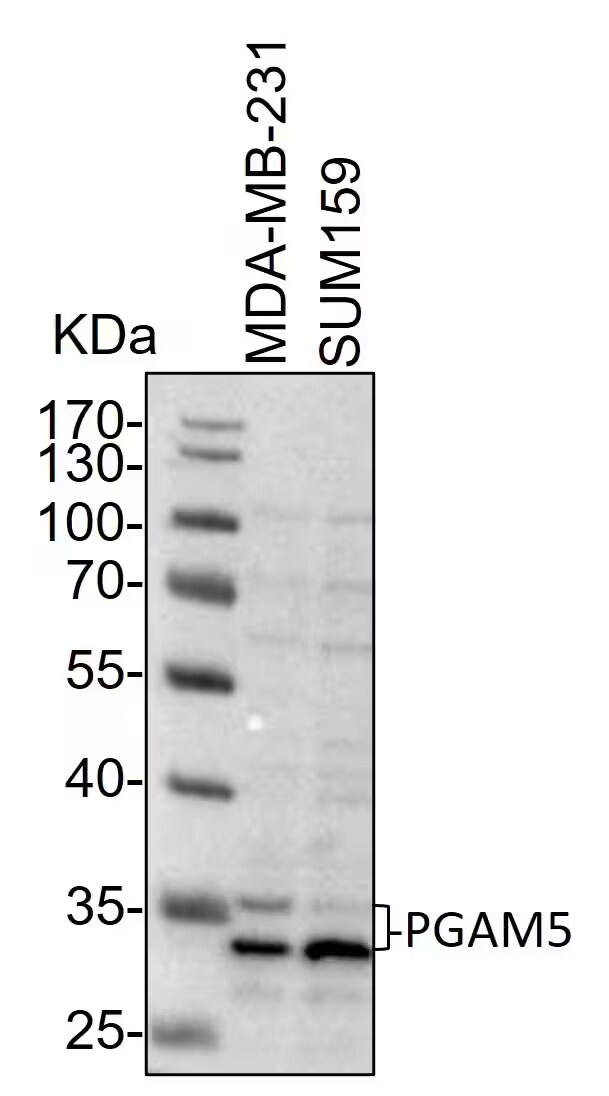 PGAM5 Antibody - Azide and BSA Free