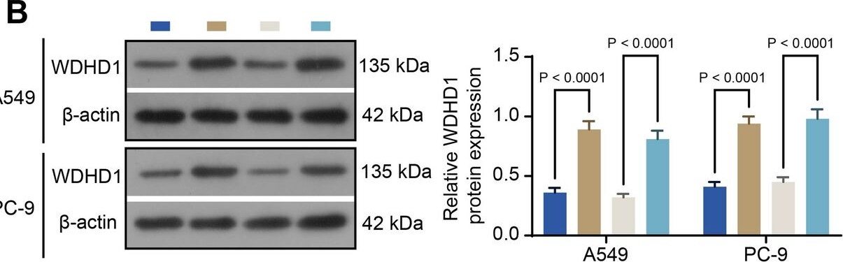 WDHD1 Antibody - Azide and BSA Free