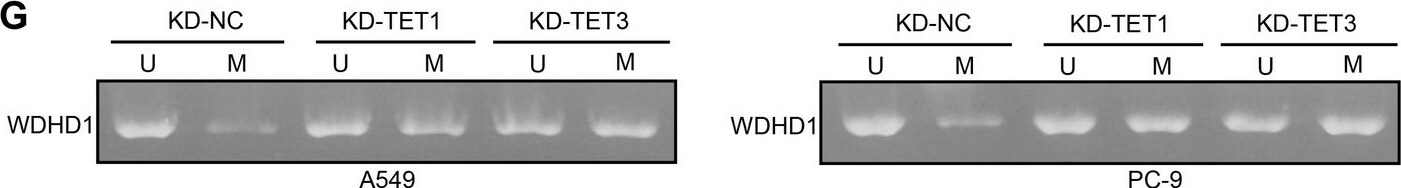 WDHD1 Antibody - Azide and BSA Free