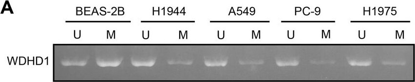 WDHD1 Antibody - Azide and BSA Free