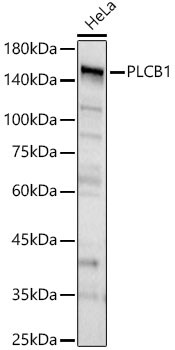 PLC-beta 1 Antibody - BSA Free