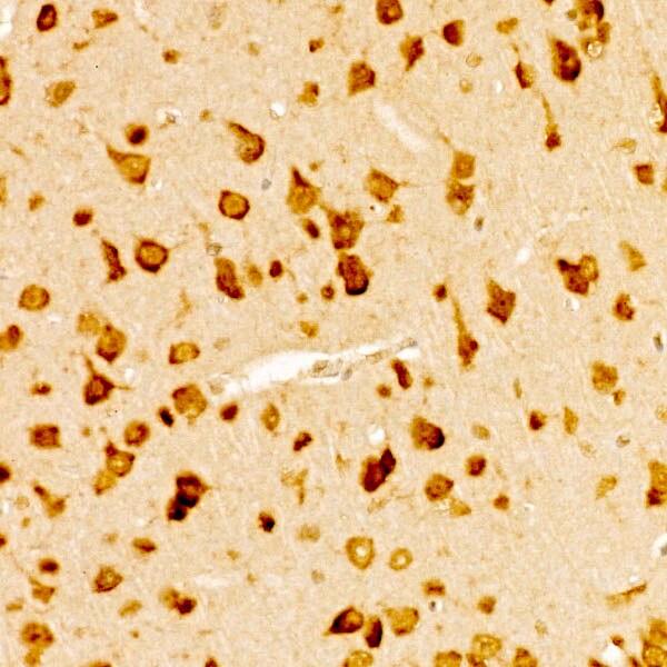 RPS10 Antibody - BSA Free
