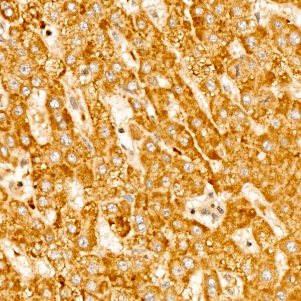 RPS10 Antibody - BSA Free
