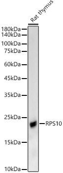 RPS10 Antibody - BSA Free