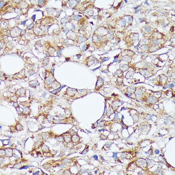 SLC7A2 Antibody - Azide and BSA Free