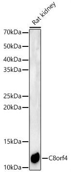TC-1 Antibody
