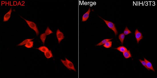 TSSC3 Antibody - BSA Free