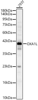 OXA1L Antibody - BSA Free