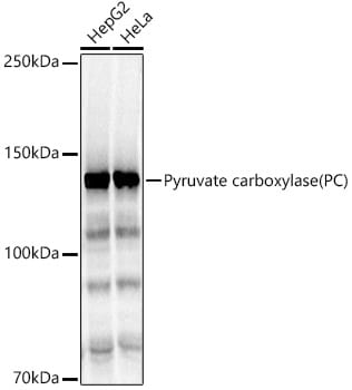 Pyruvate Carboxylase Antibody - BSA Free