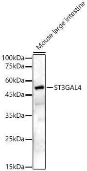 ST3GAL4 Antibody - BSA Free