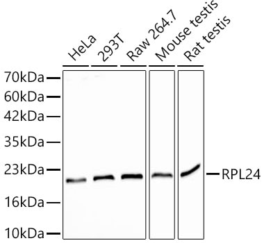 Ribosomal Protein L24 Antibody - Azide and BSA Free