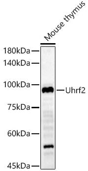 NIRF Antibody - BSA Free