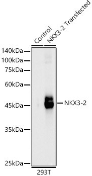 NKX3-2 Antibody - Azide and BSA Free
