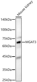 N-Acetylglucosaminyltransferase III/MGAT3 Antibody - BSA Free