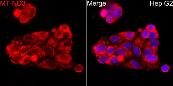 MT-ND3 Antibody - Azide and BSA Free