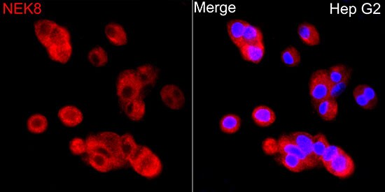 NEK8 Antibody - Azide and BSA Free